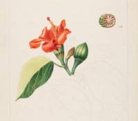 Dessin de Hibiscus azanzae issu du fonds de la Flore des Dames de Genève