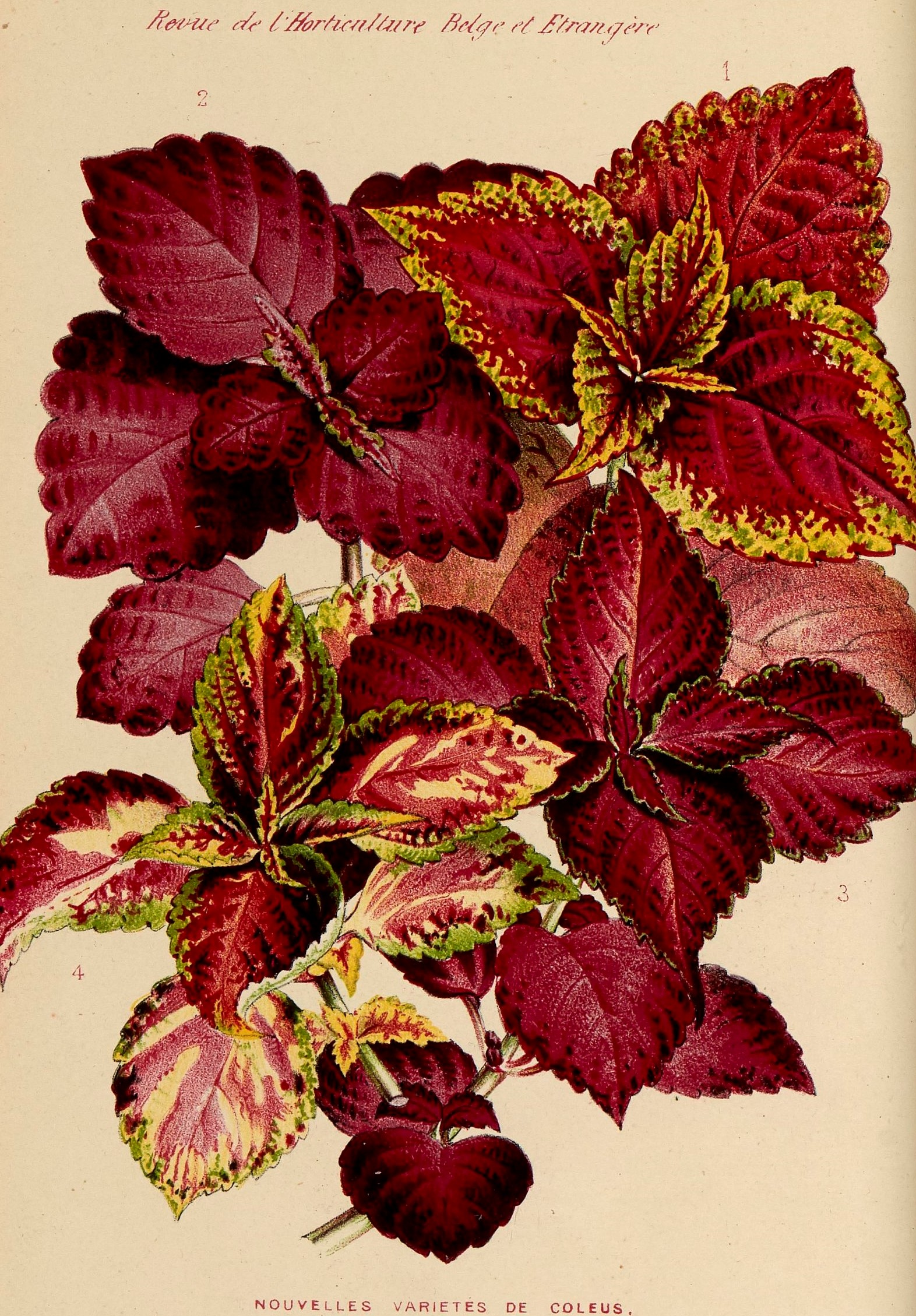 Gravure issue de la Revue d'horticulture belge et étrangère de 1880